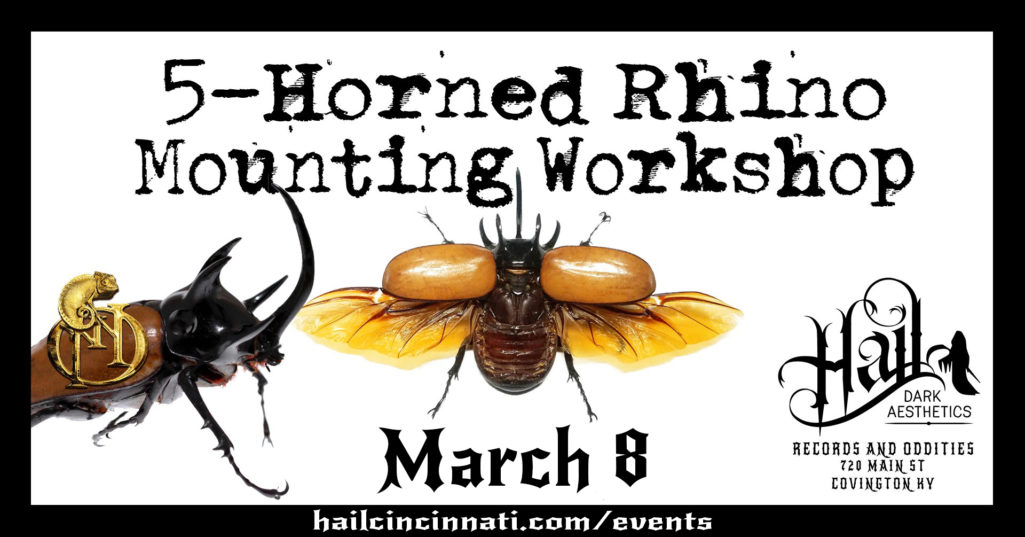 5-Horn Rhino Beetle Mounting Workshop March 8, 2020