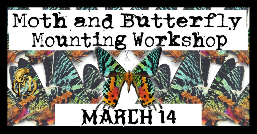 Butterfly Mounting March 14 2020